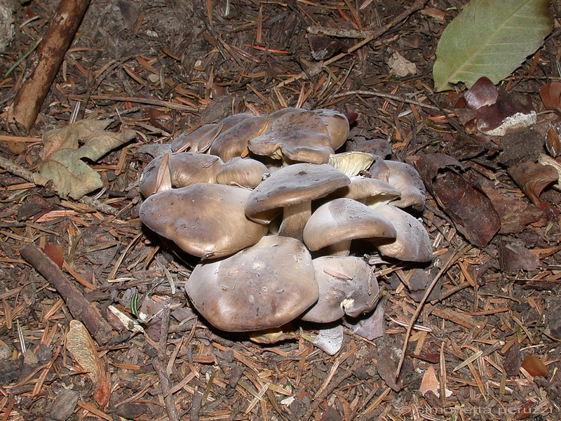 Funghi del vento e della siccit